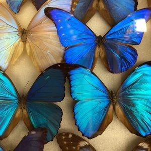 Meet your Posher, Mel